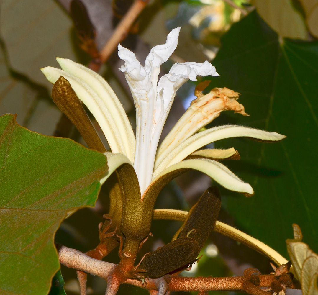 Image of Pterospermum acerifolium specimen.