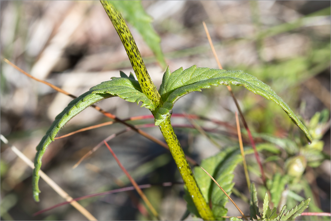 Image of Rhinanthus minor specimen.