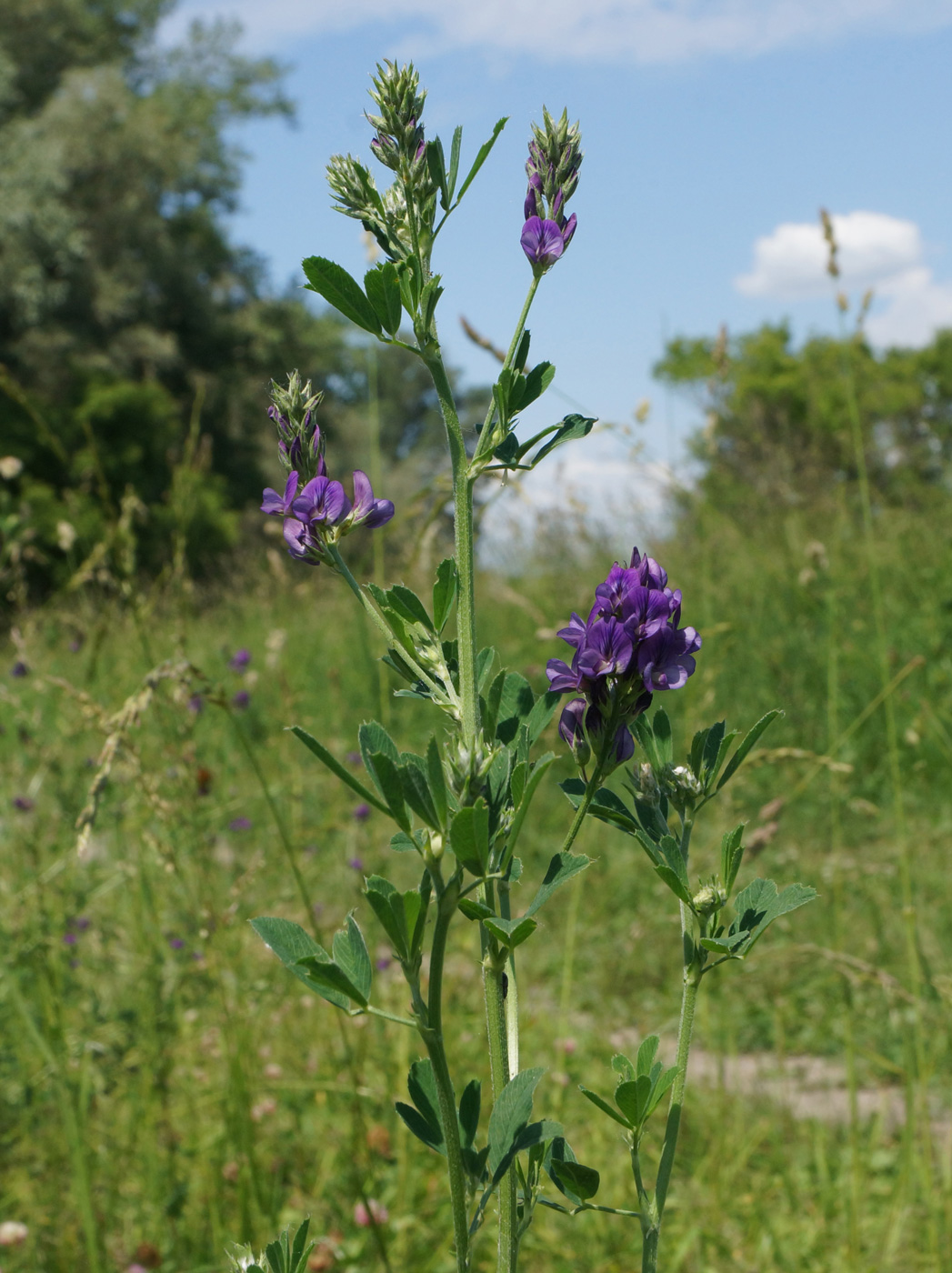 Image of Medicago sativa specimen.