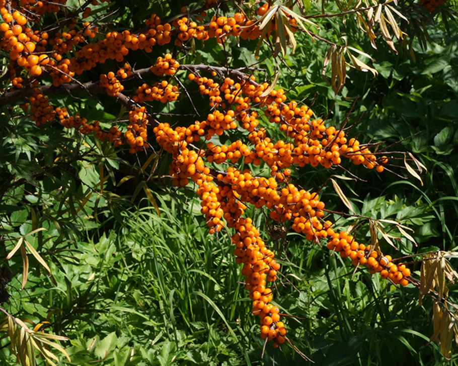 Image of Hippophae rhamnoides specimen.