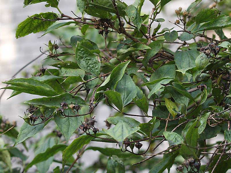 Image of Philadelphus coronarius specimen.