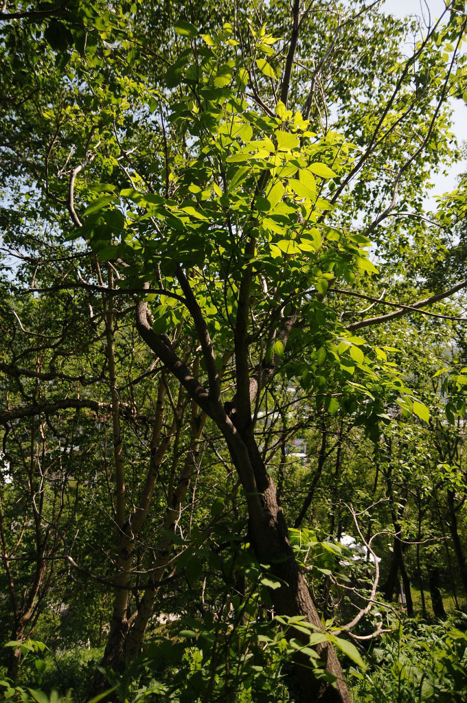 Image of Acer negundo specimen.