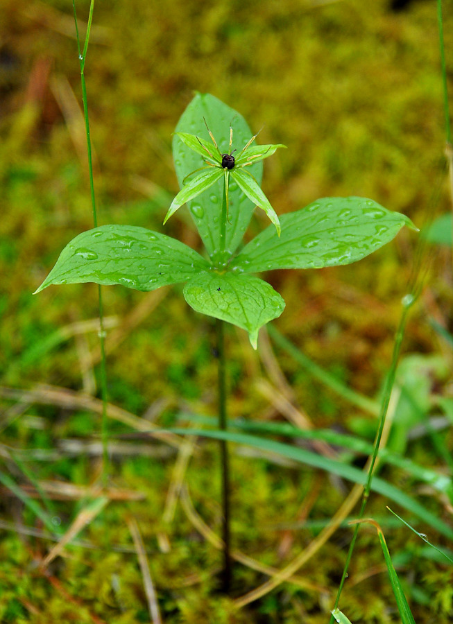 Image of Paris quadrifolia specimen.