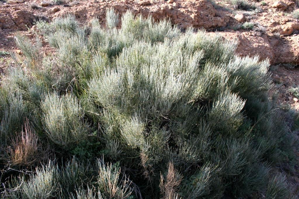 Image of Ephedra procera specimen.