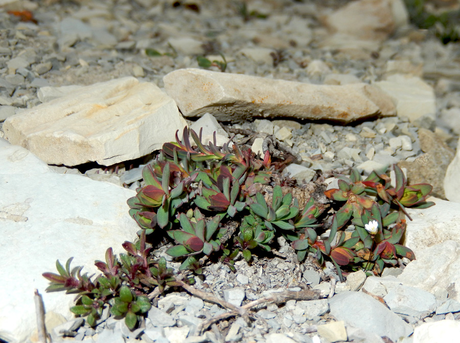 Image of Euphorbia petrophila specimen.