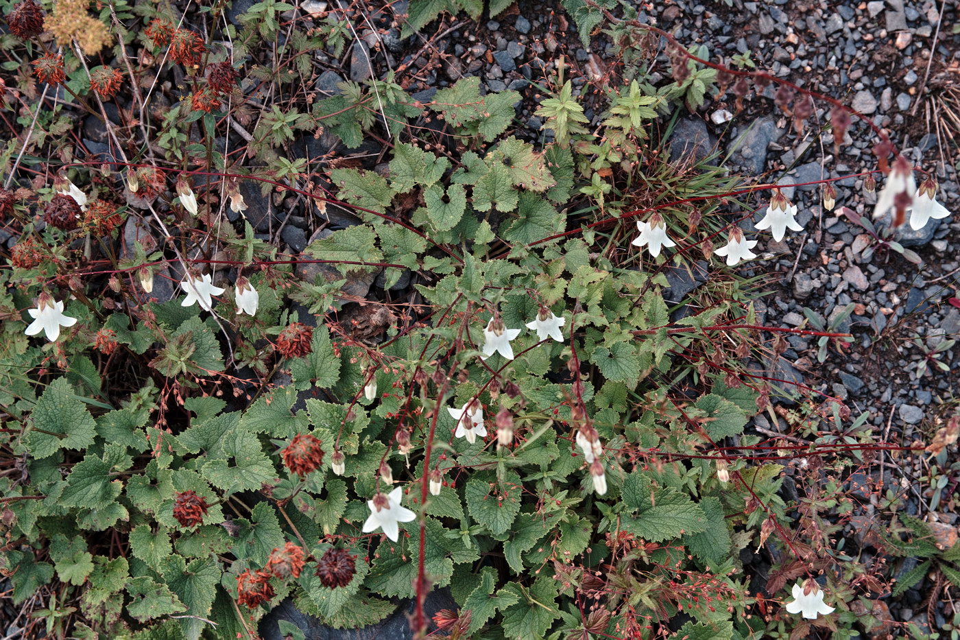 Изображение особи род Campanula.