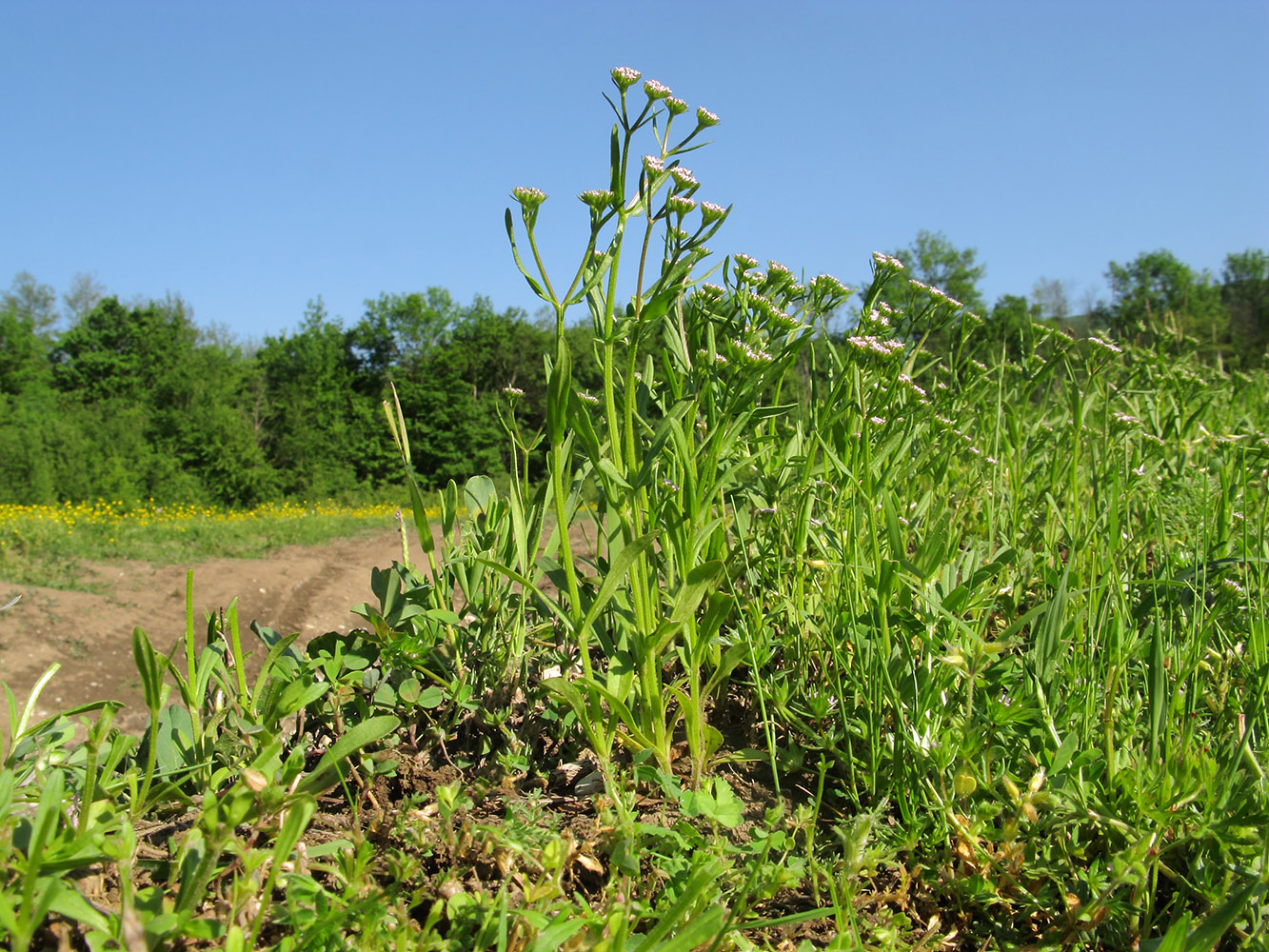 Image of Valerianella dentata specimen.