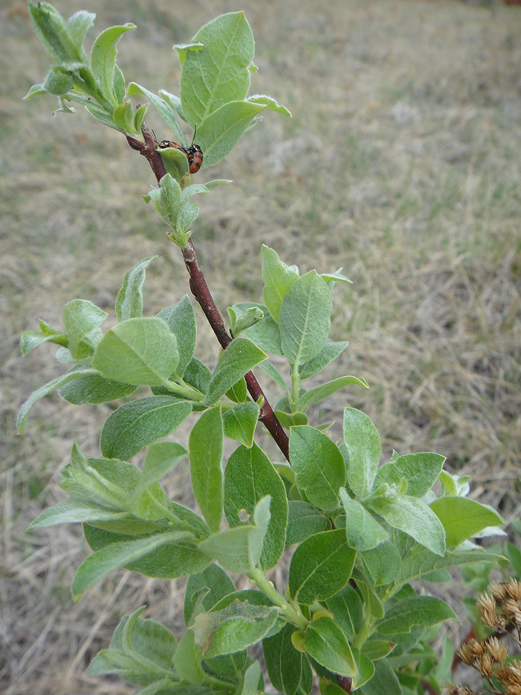 Image of Salix abscondita specimen.