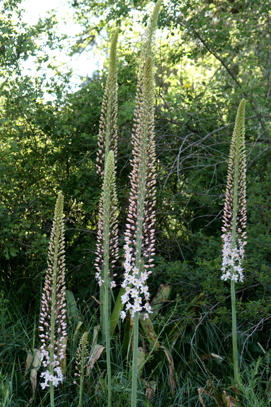 Изображение особи Eremurus robustus.