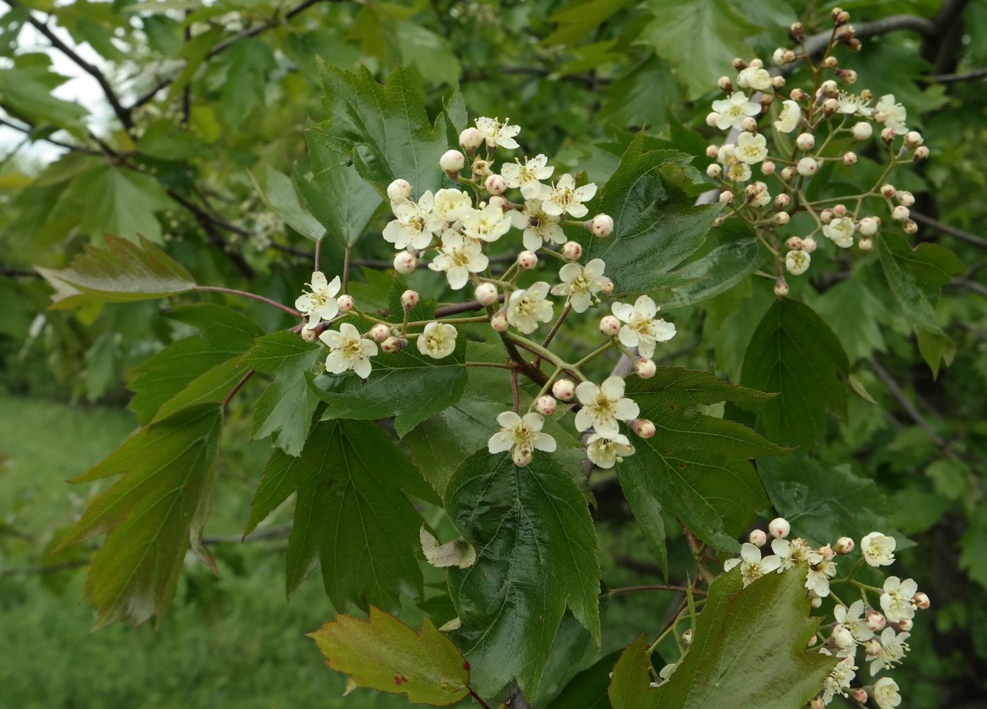 Image of Sorbus torminalis specimen.