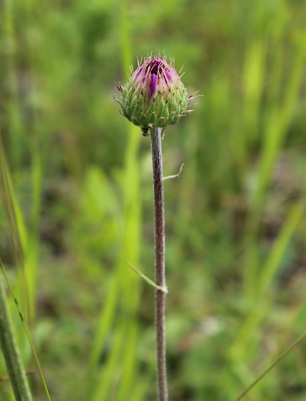 Image of Jurinea ledebourii specimen.