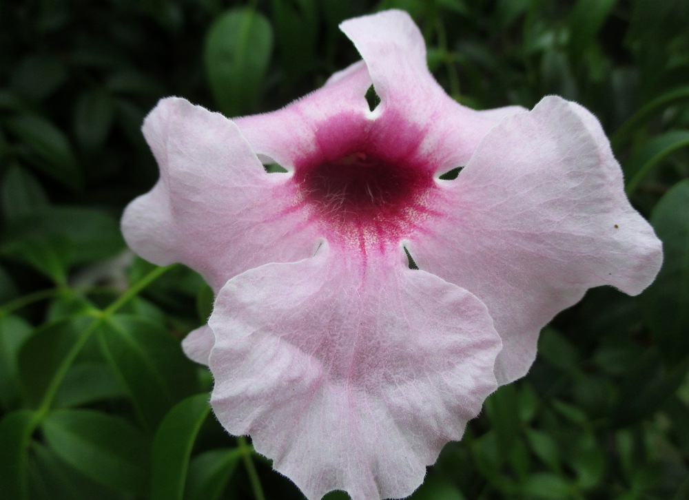 Image of Pandorea jasminoides specimen.