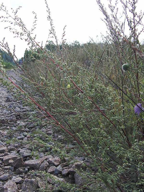 Image of Artemisia campestris specimen.