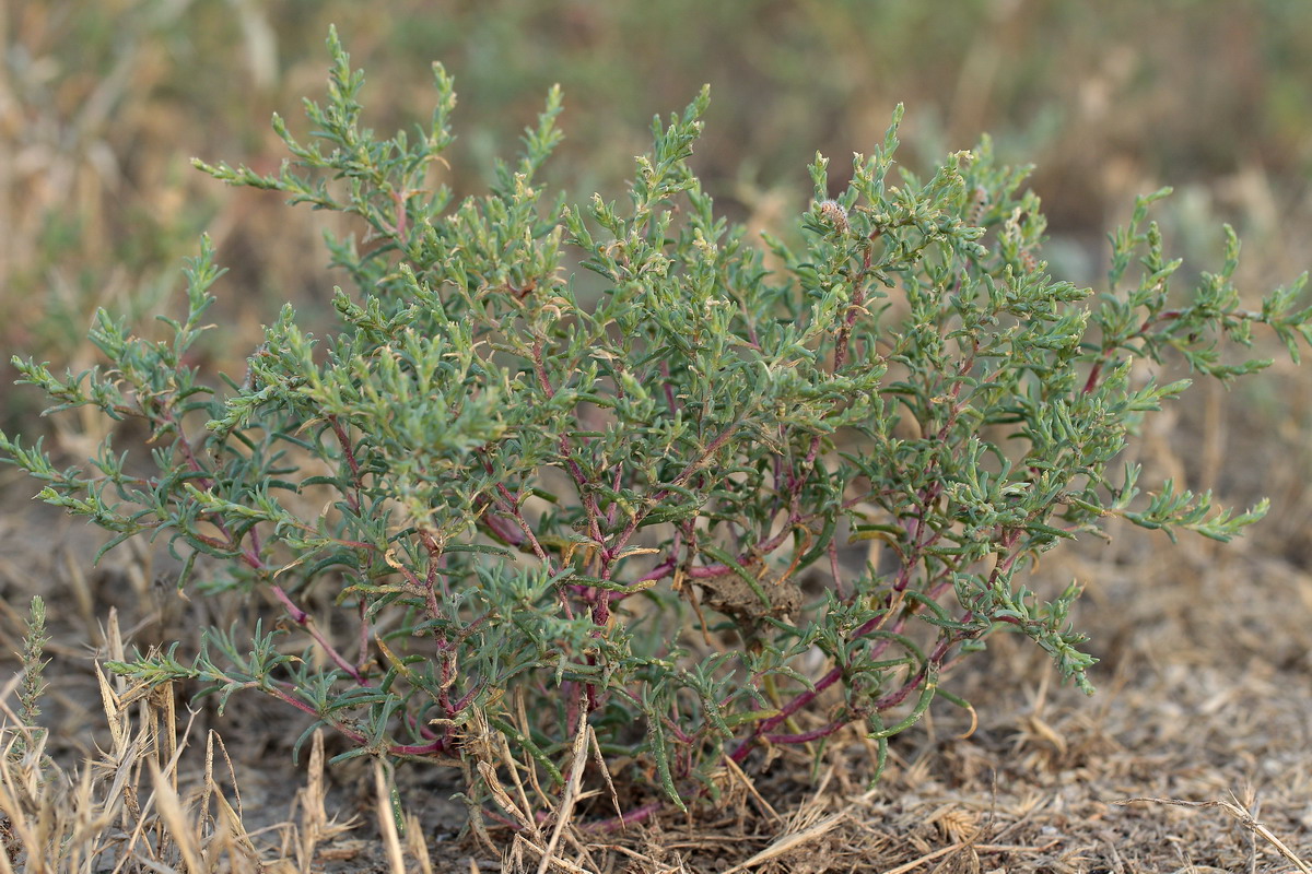 Изображение особи Petrosimonia oppositifolia.