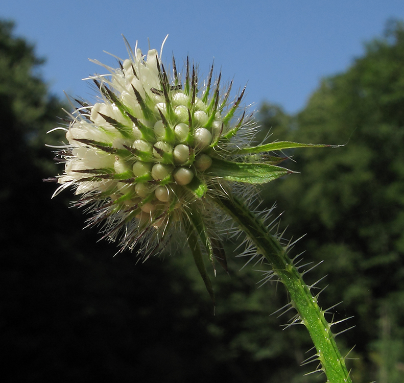 Image of Dipsacus pilosus specimen.