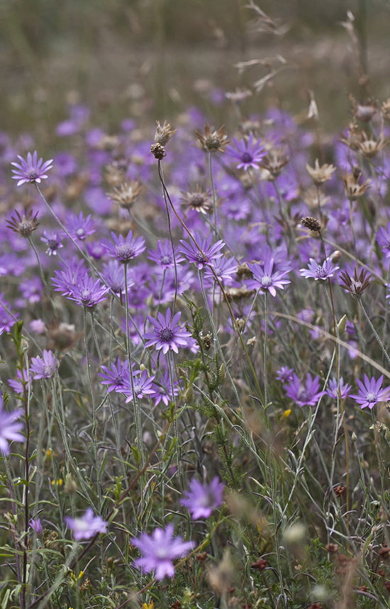 Изображение особи Xeranthemum annuum.