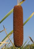 Typha latifolia. Зрелое соплодие. Восточный Казахстан, Уланский р-н, окр. с. Украинка. 23.08.2014.