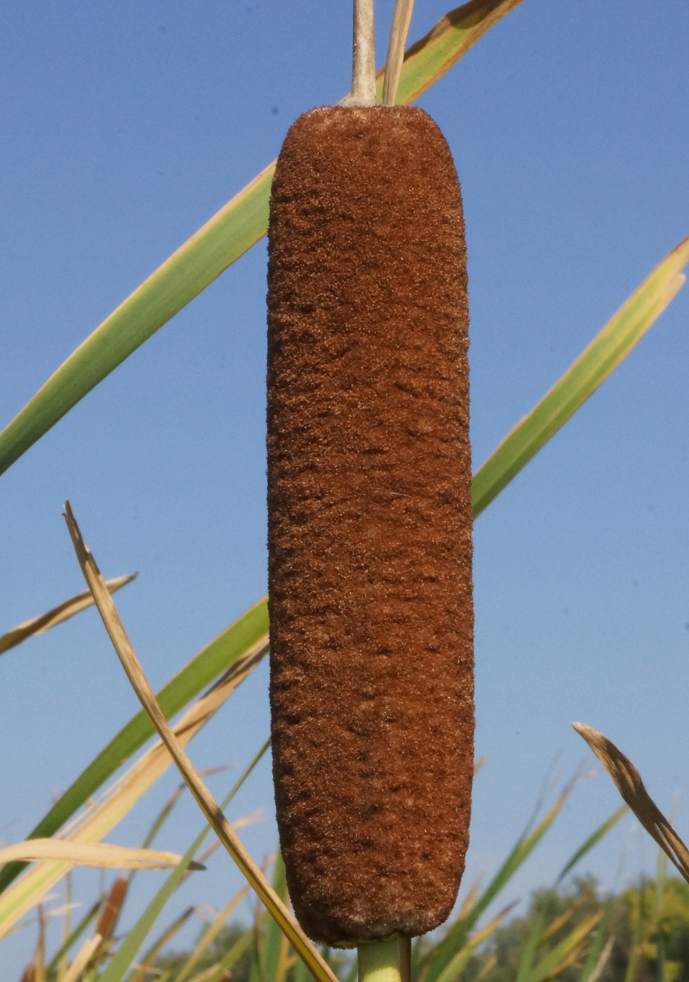 Image of Typha latifolia specimen.