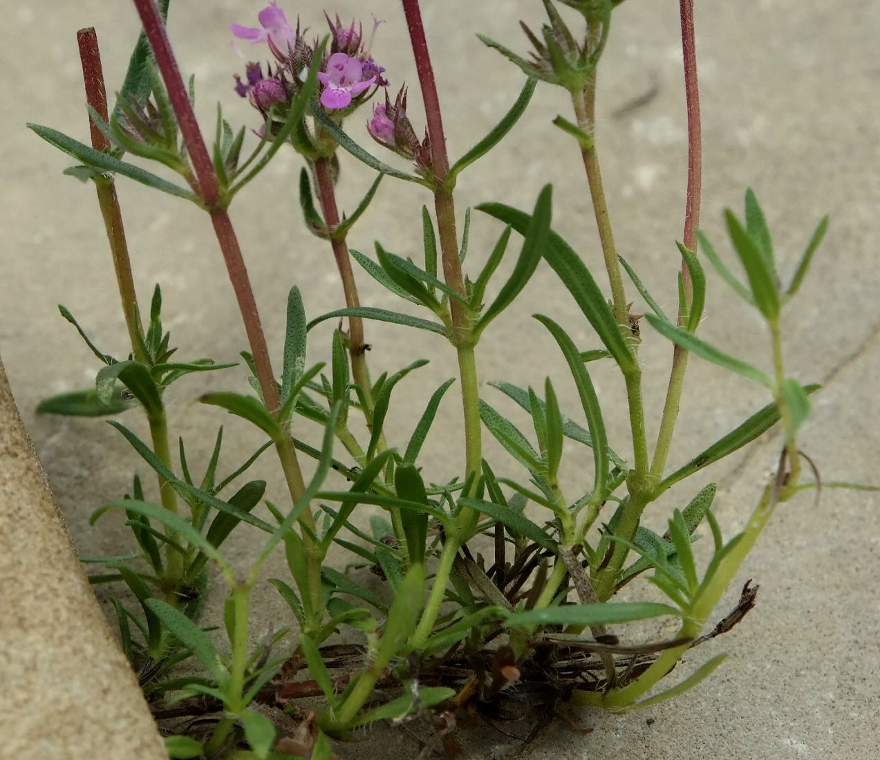 Изображение особи род Thymus.