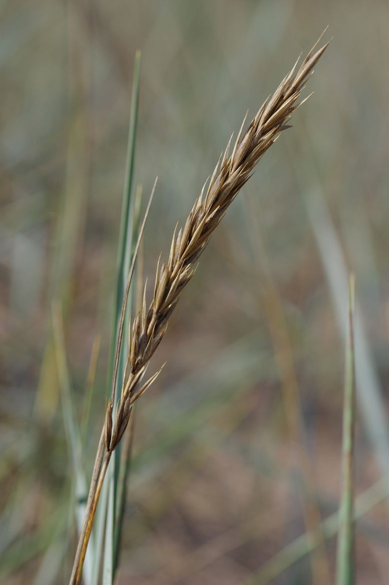 Image of Leymus arenarius specimen.