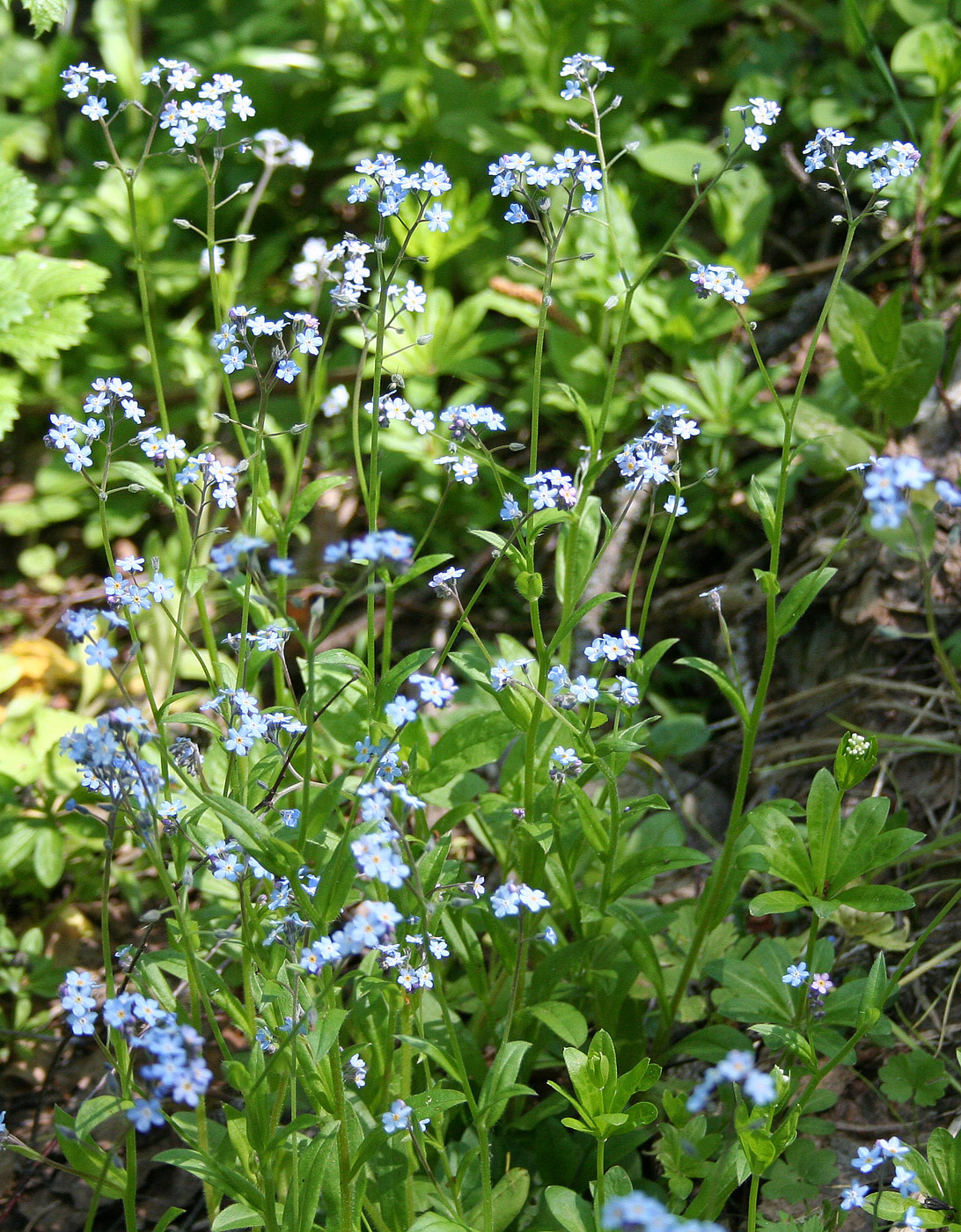 Изображение особи род Myosotis.