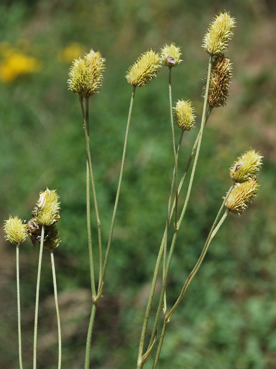 Image of Ranunculus komarovii specimen.