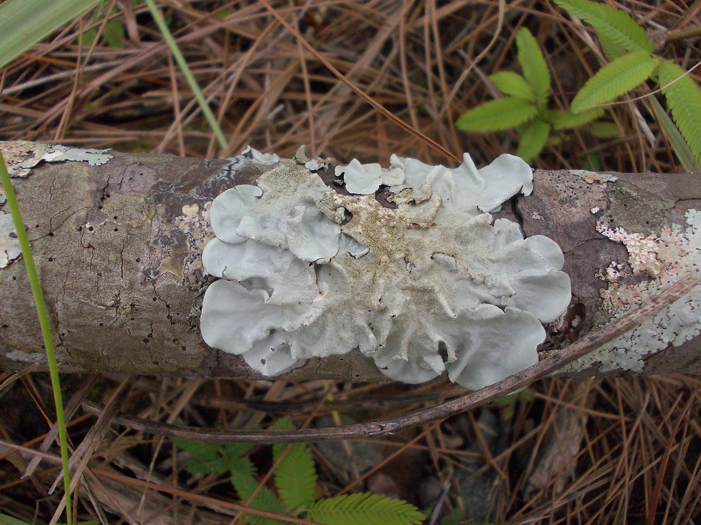 Image of Parmotrema tinctorum specimen.