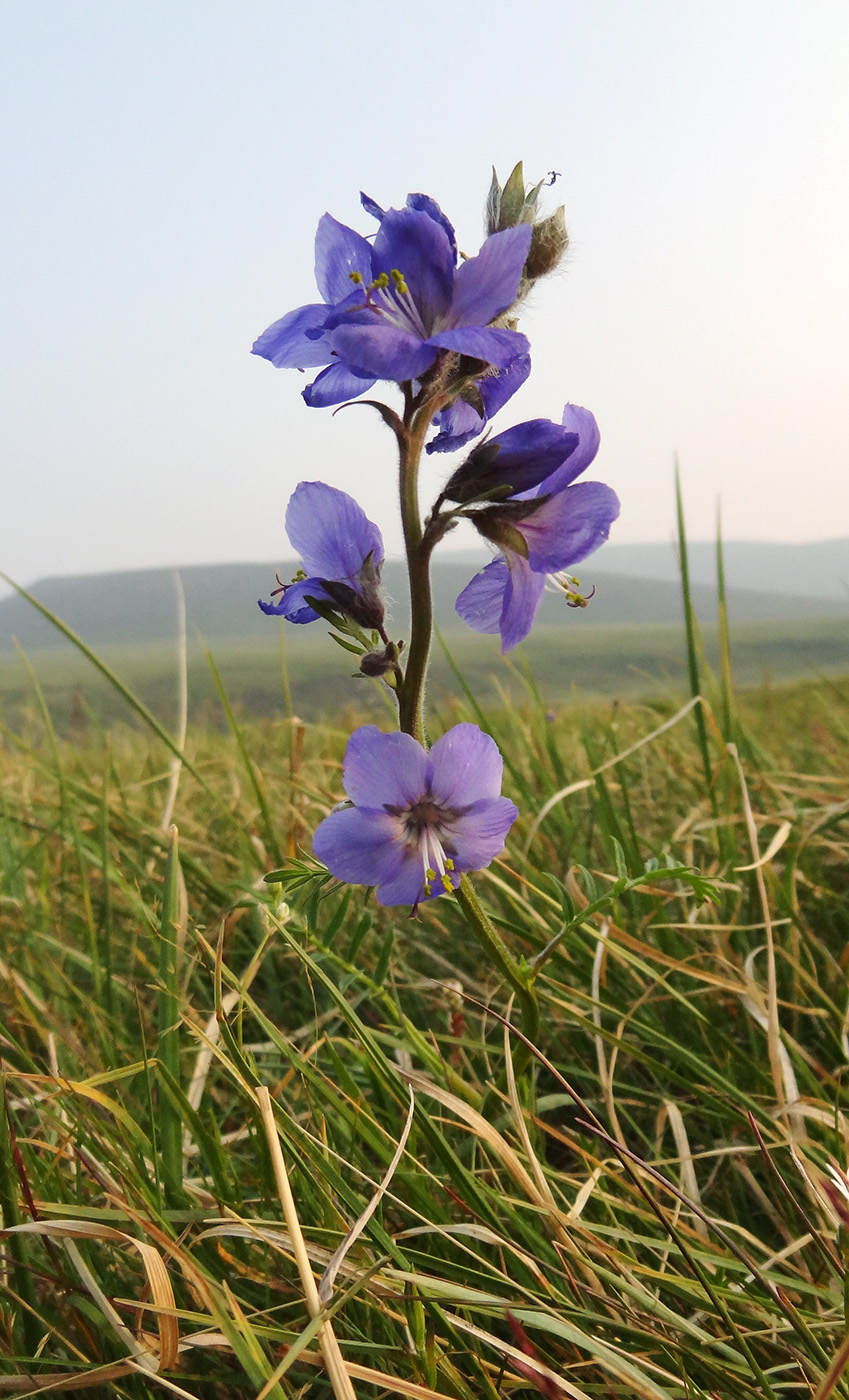 Image of Polemonium campanulatum specimen.