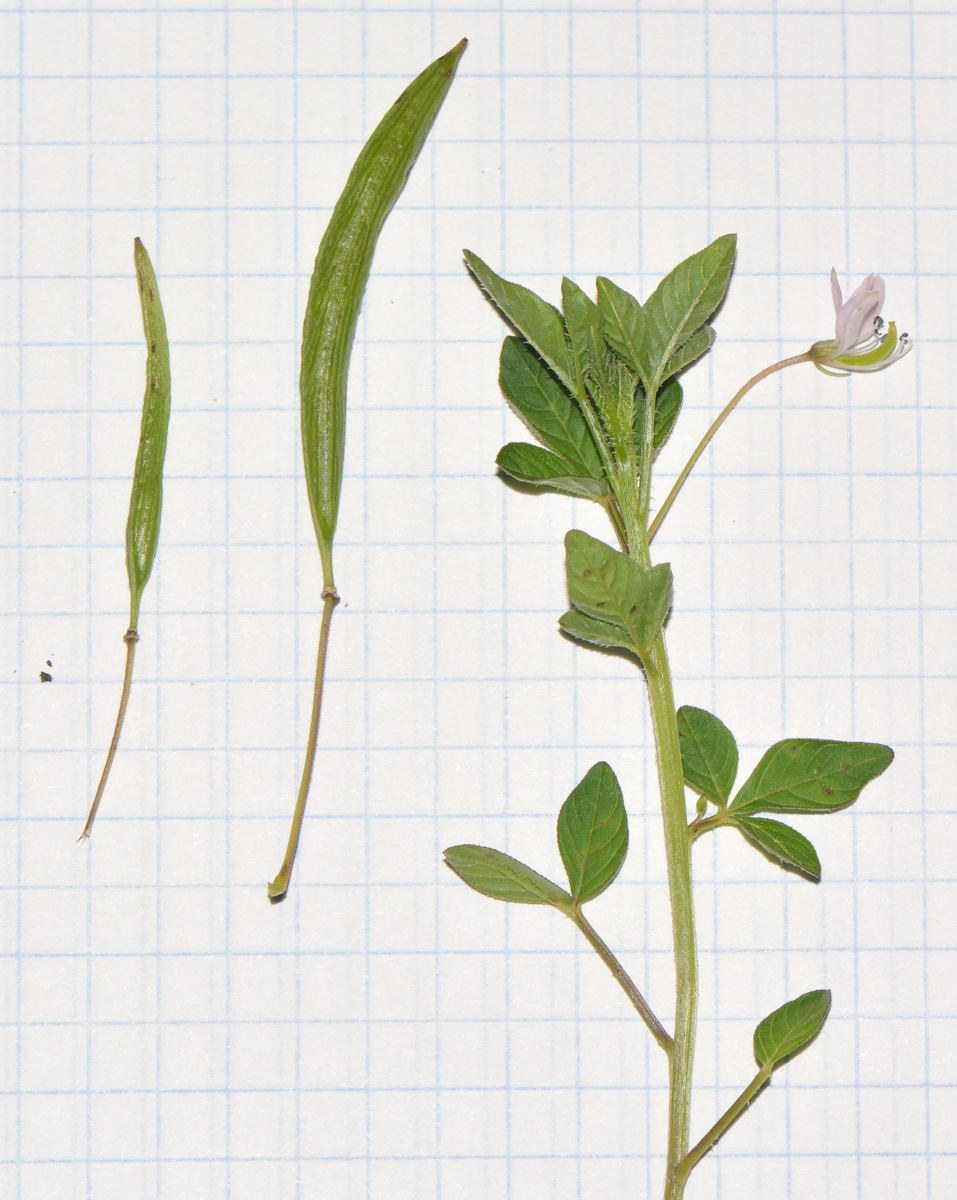 Image of Cleome rutidosperma specimen.