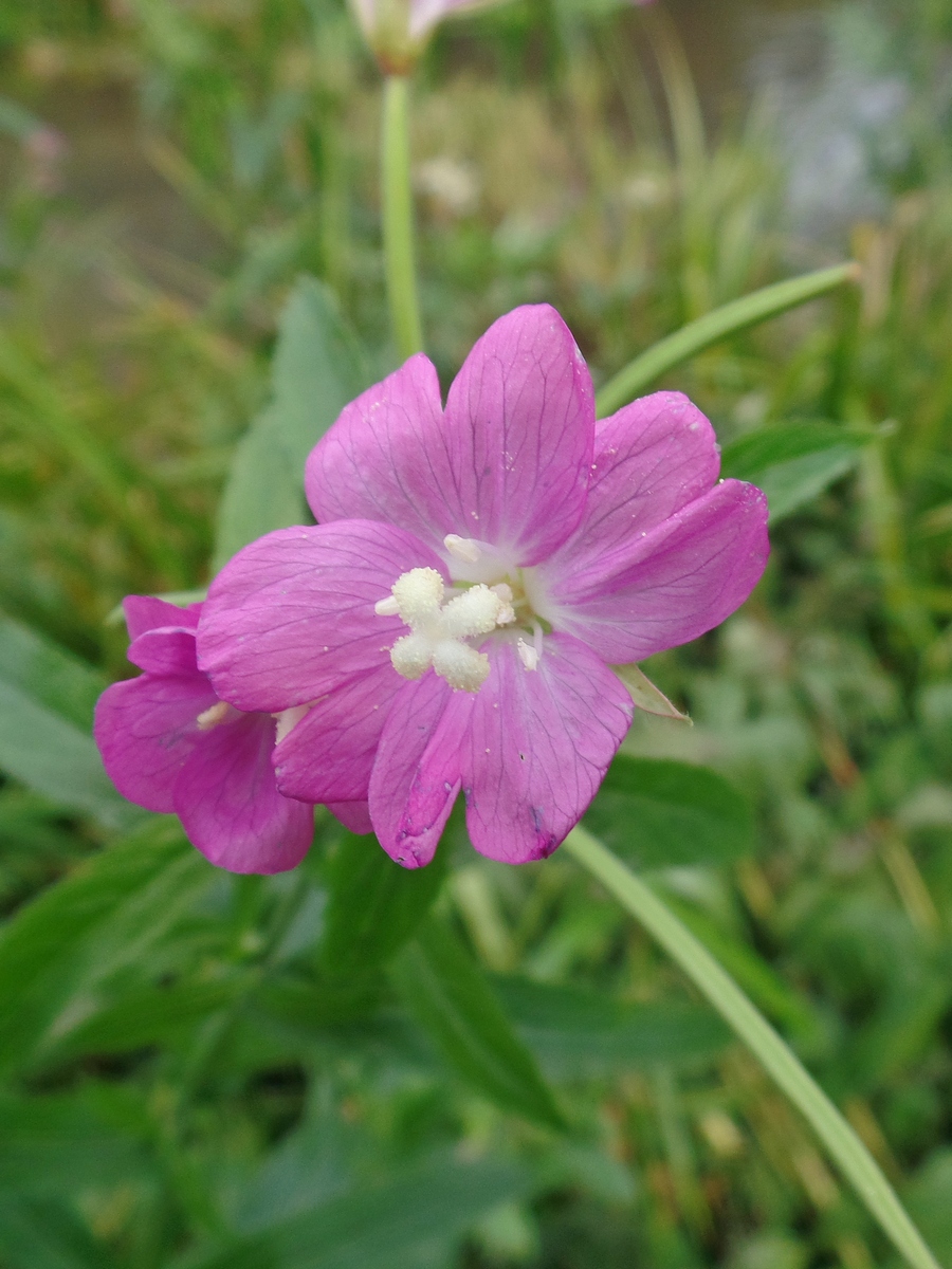 Изображение особи Epilobium hirsutum.