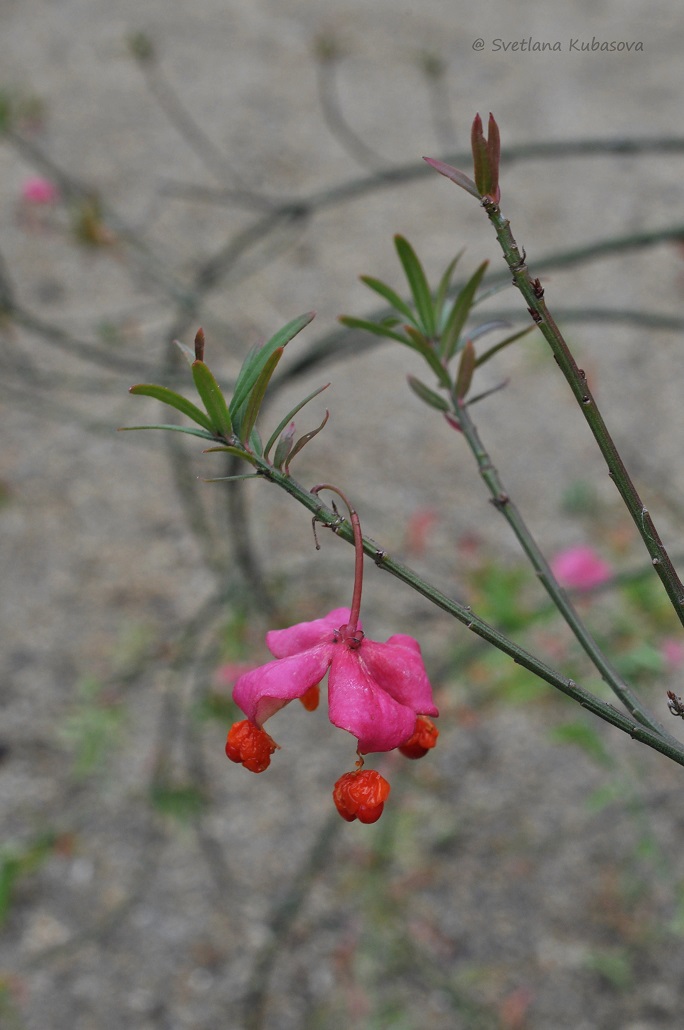 Image of Euonymus nanus specimen.