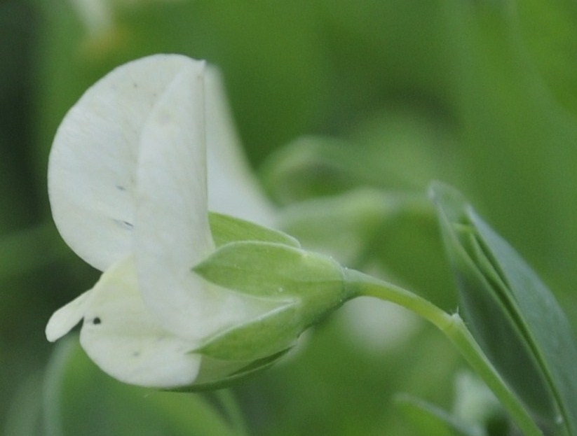 Изображение особи Lathyrus aphaca.