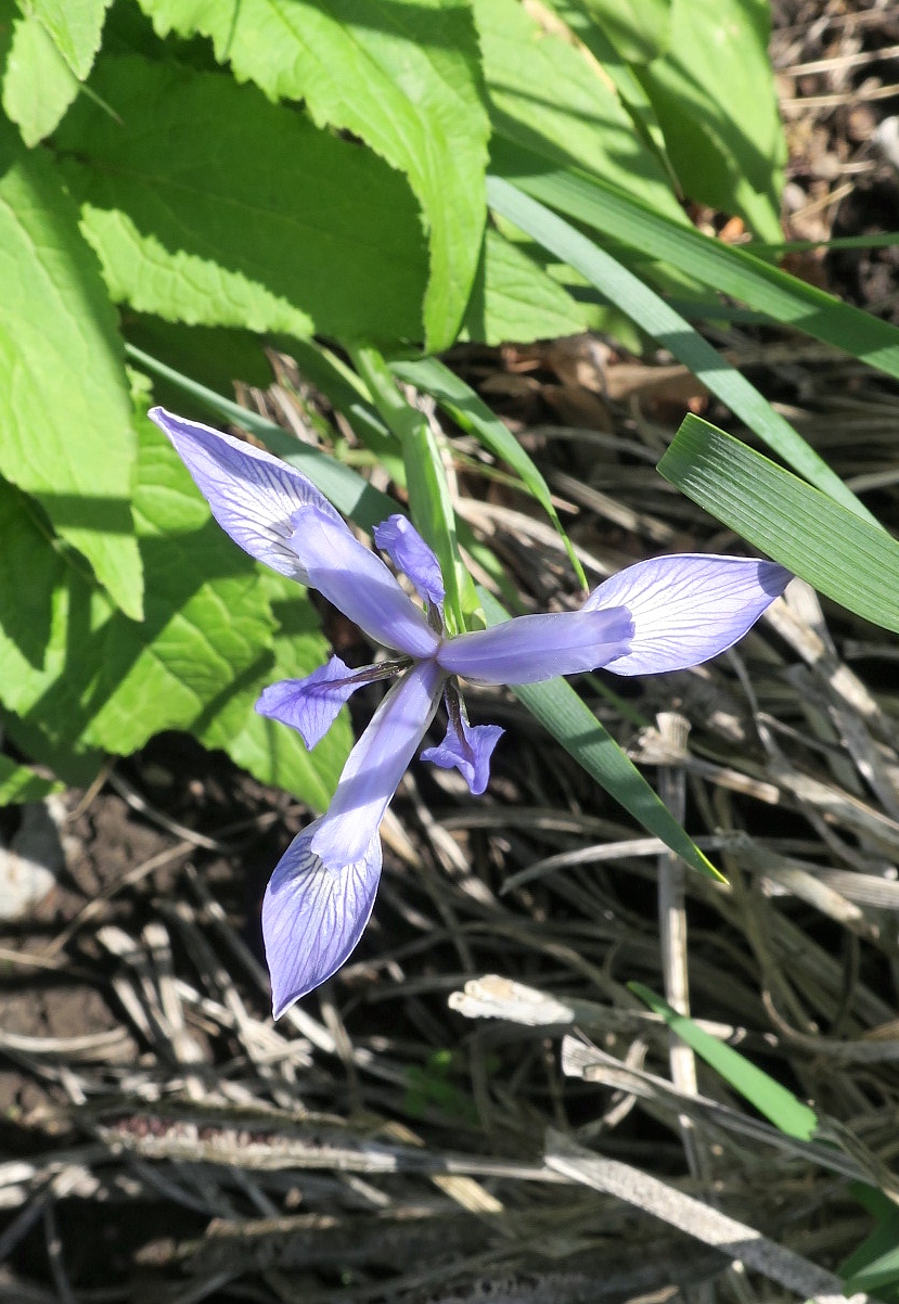 Image of Iris lactea specimen.