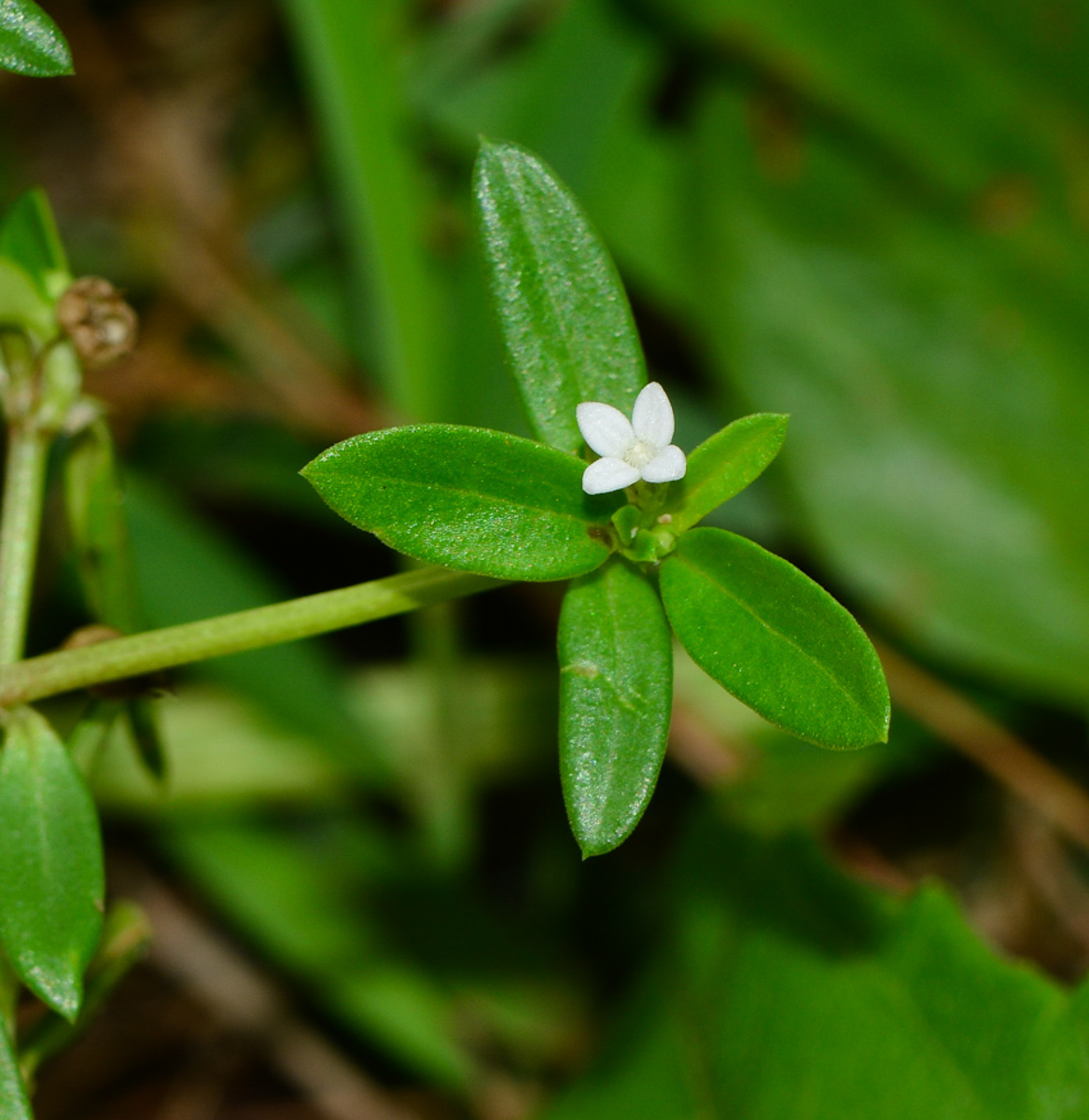 Изображение особи Hedyotis pterita.