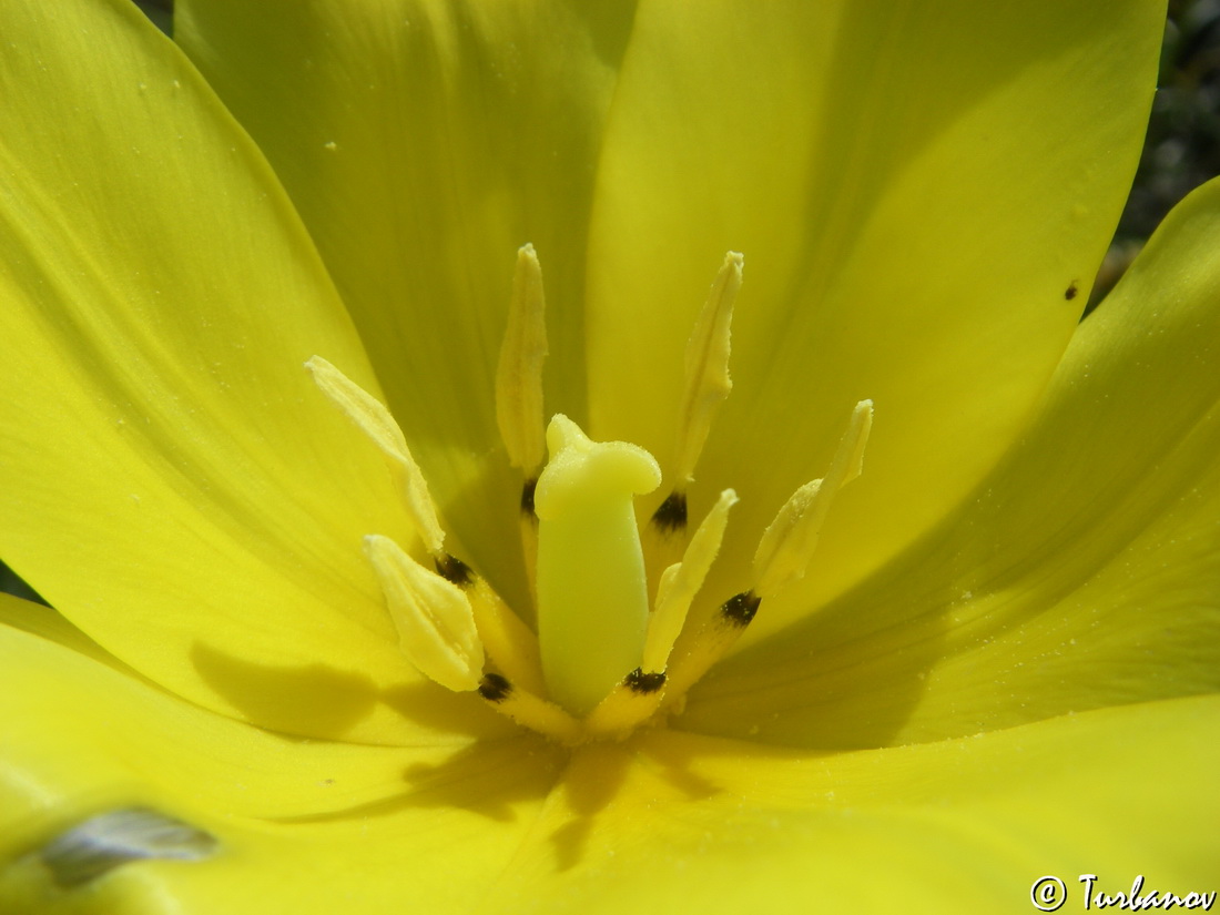 Image of Tulipa suaveolens specimen.