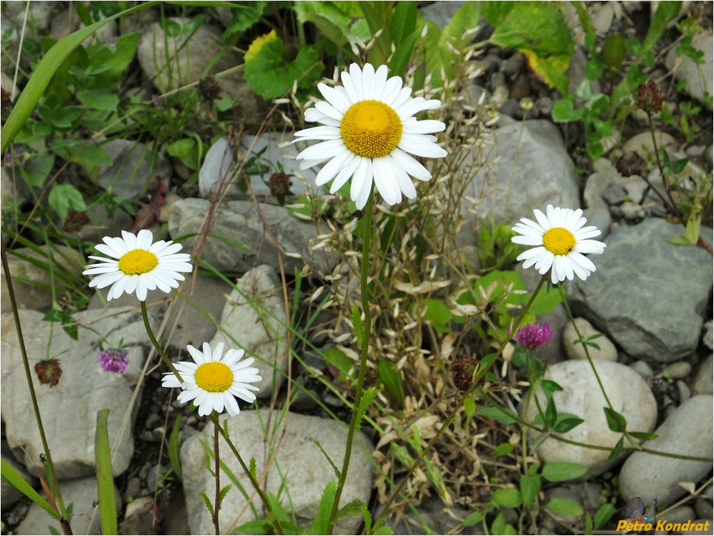 Image of Leucanthemum vulgare specimen.