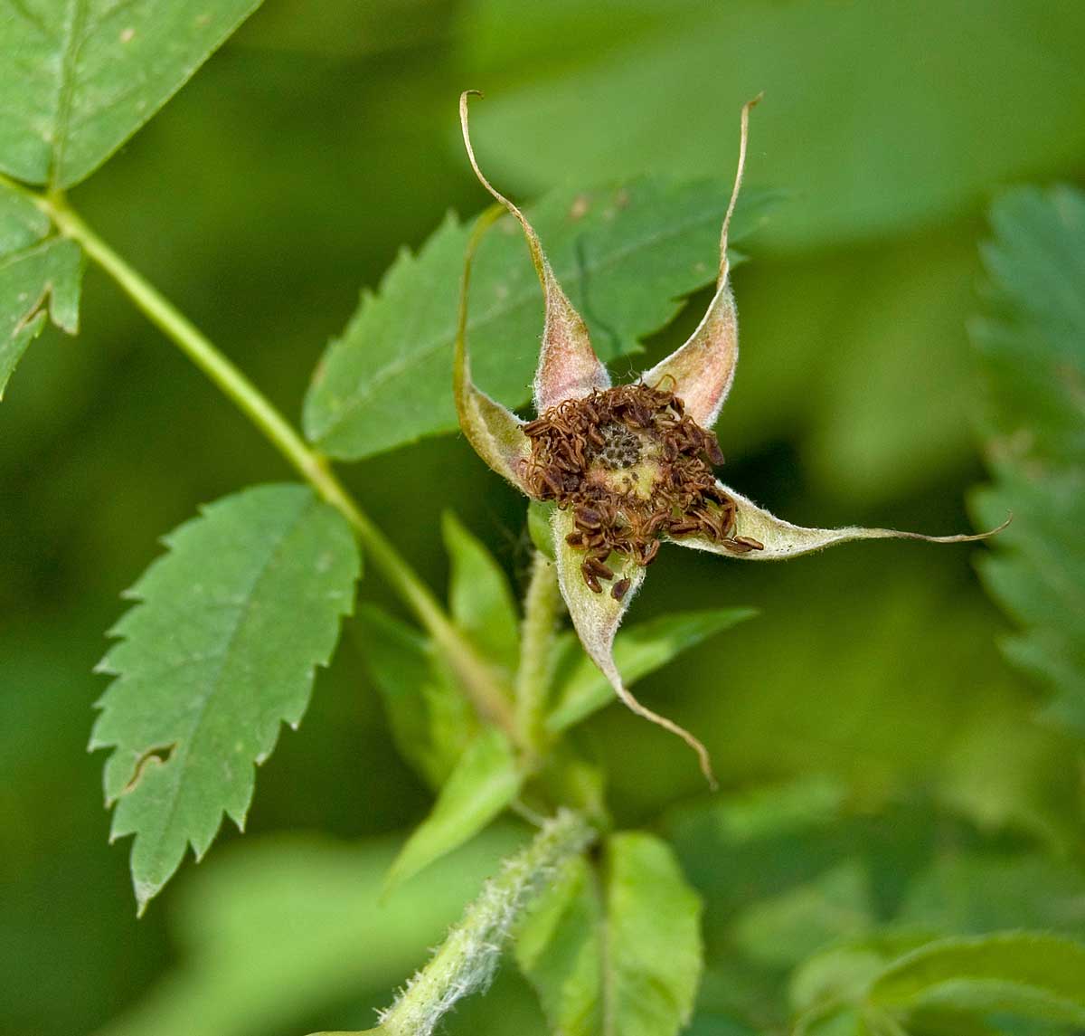 Image of Rosa viarum specimen.