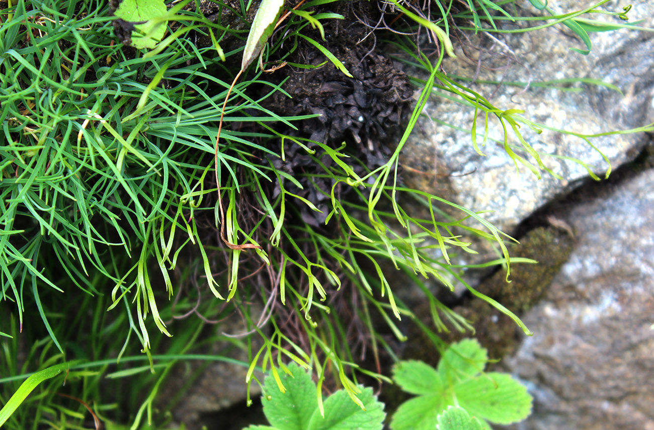 Изображение особи Asplenium septentrionale.