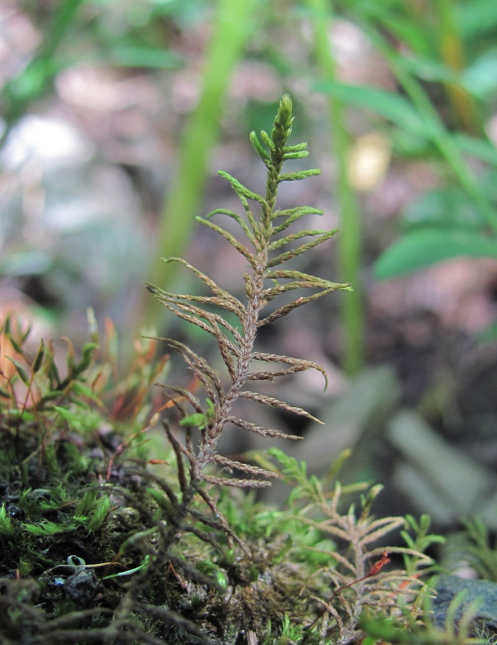 Image of Abietinella abietina specimen.