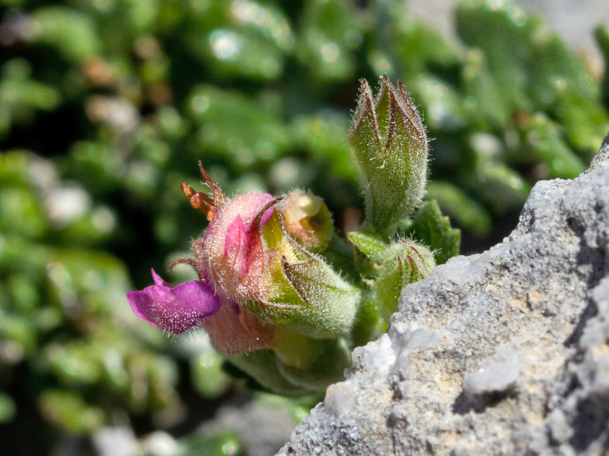 Image of Teucrium microphyllum specimen.