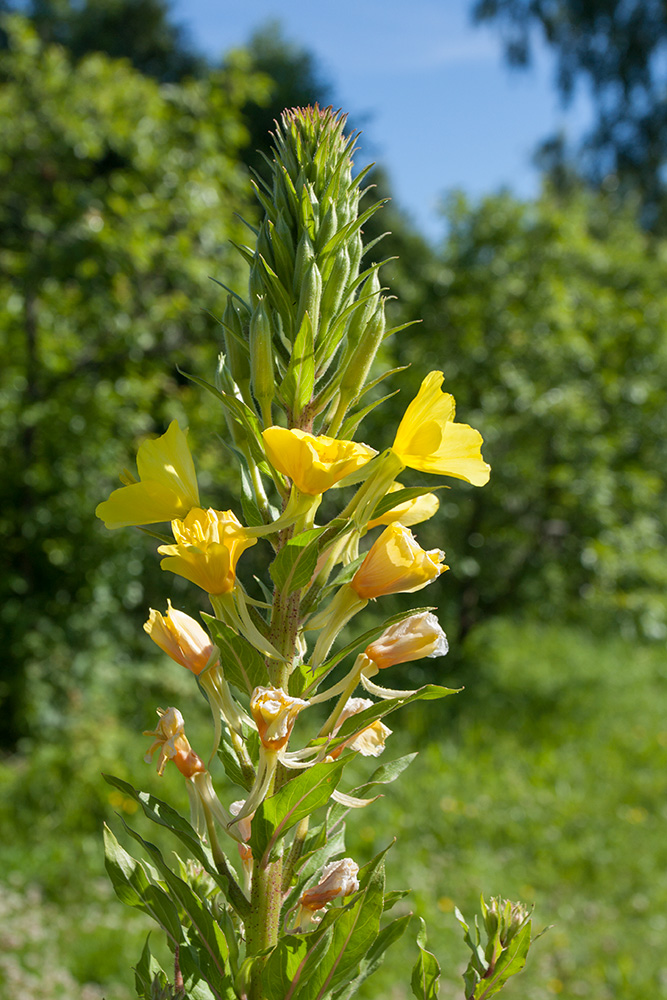 Image of Oenothera rubricaulis specimen.