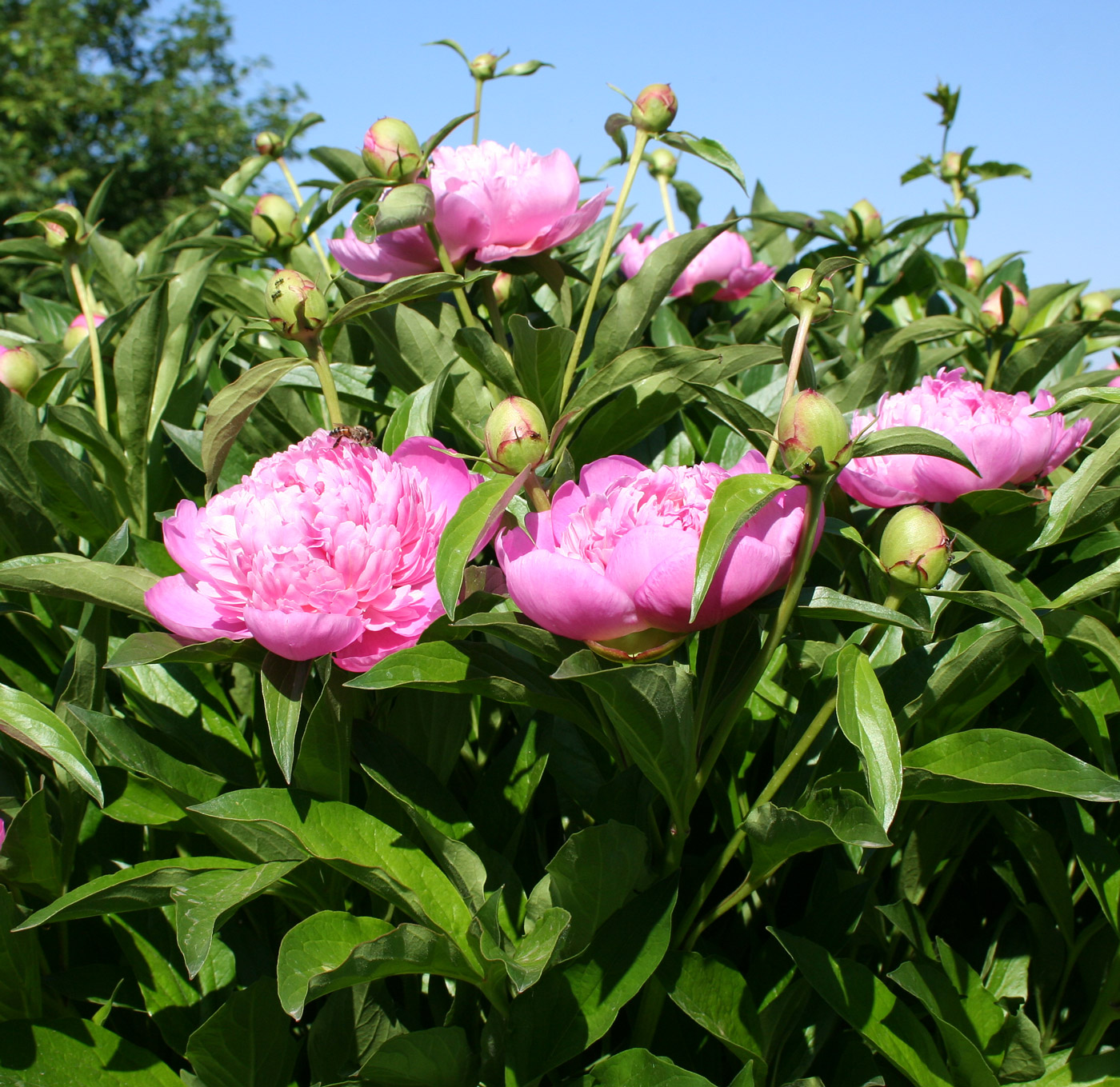 Image of Paeonia lactiflora specimen.