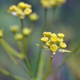 Bupleurum komarovianum