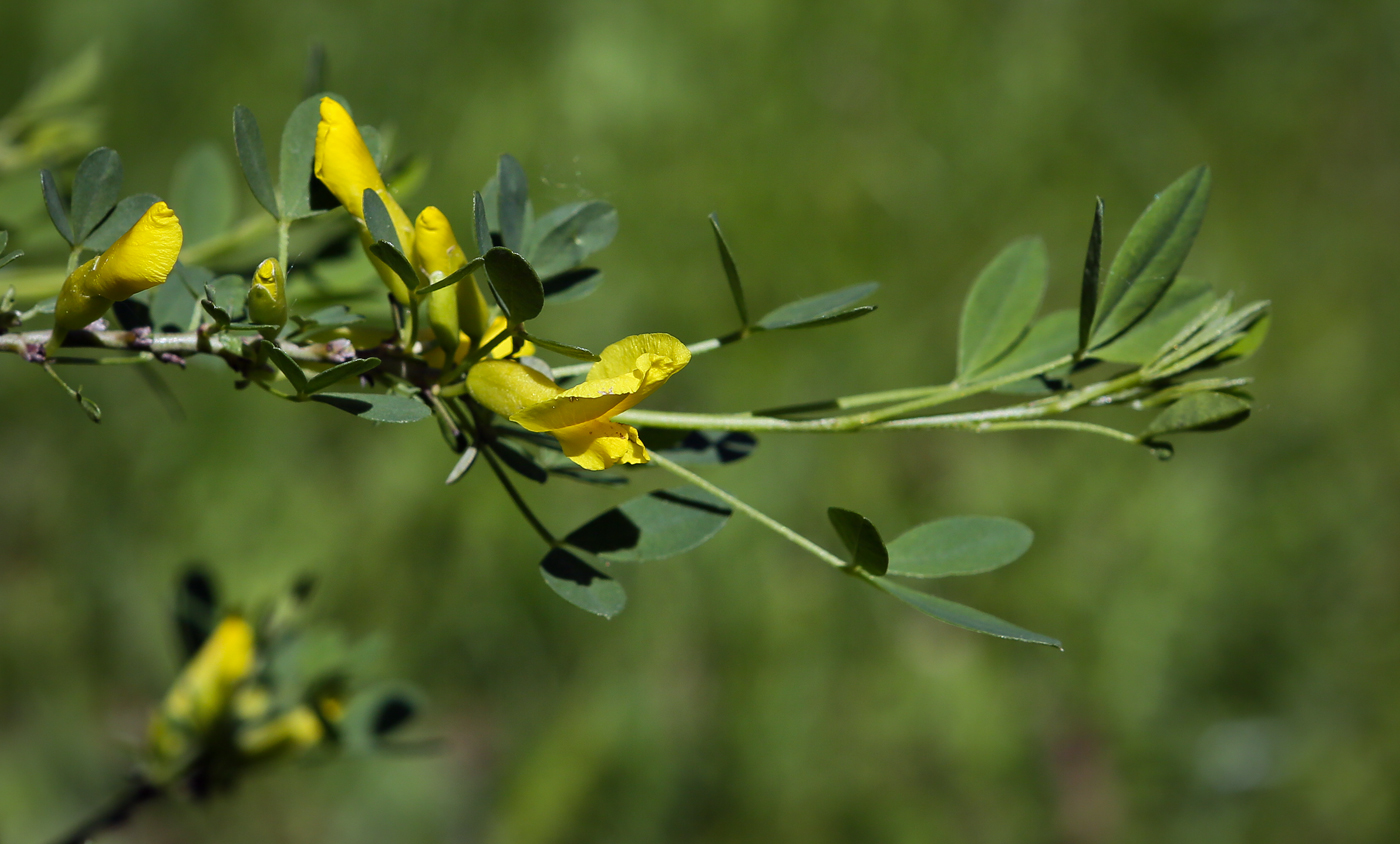 Image of Chamaecytisus ruthenicus specimen.