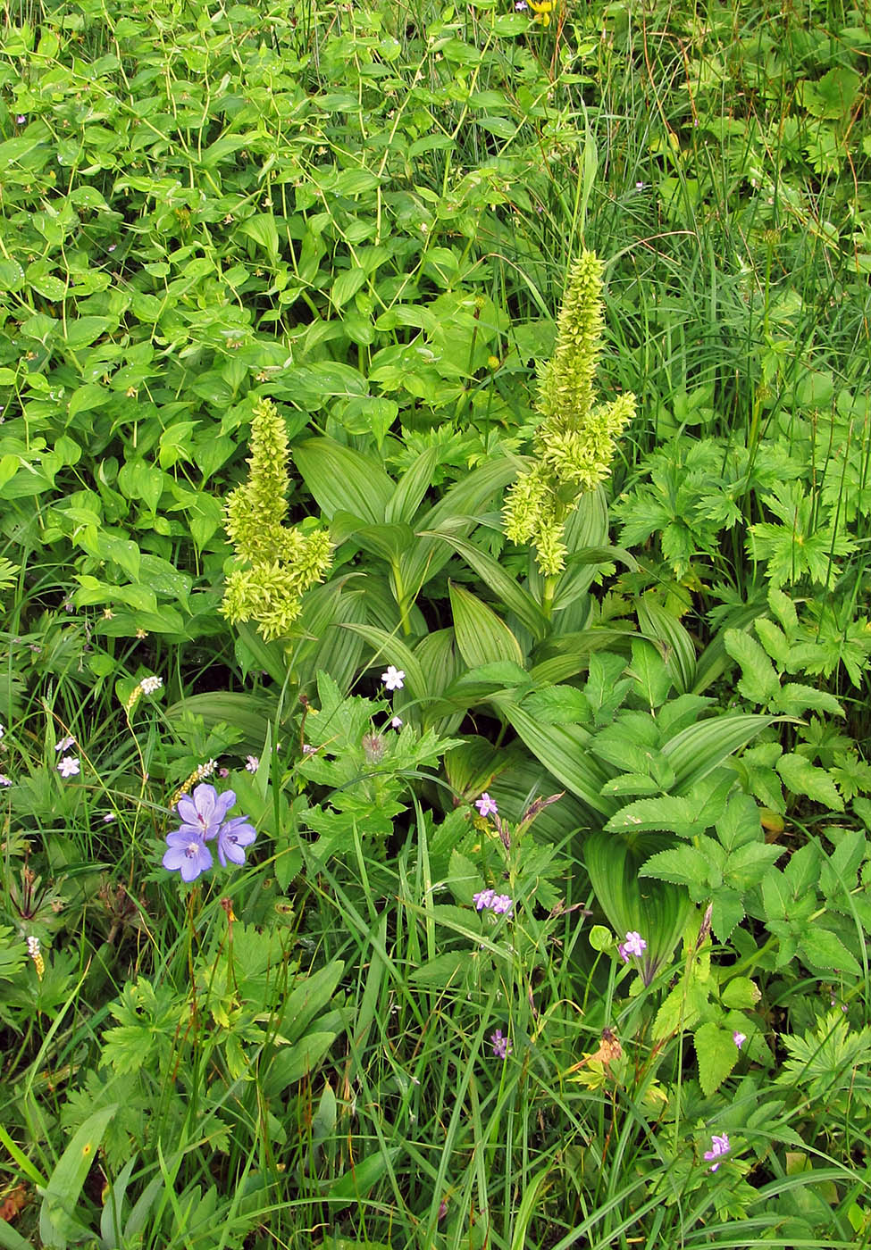 Image of Veratrum oxysepalum specimen.