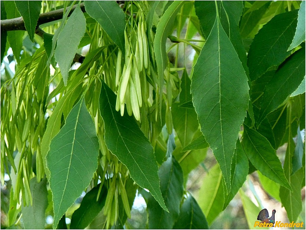 Изображение особи Fraxinus pennsylvanica.