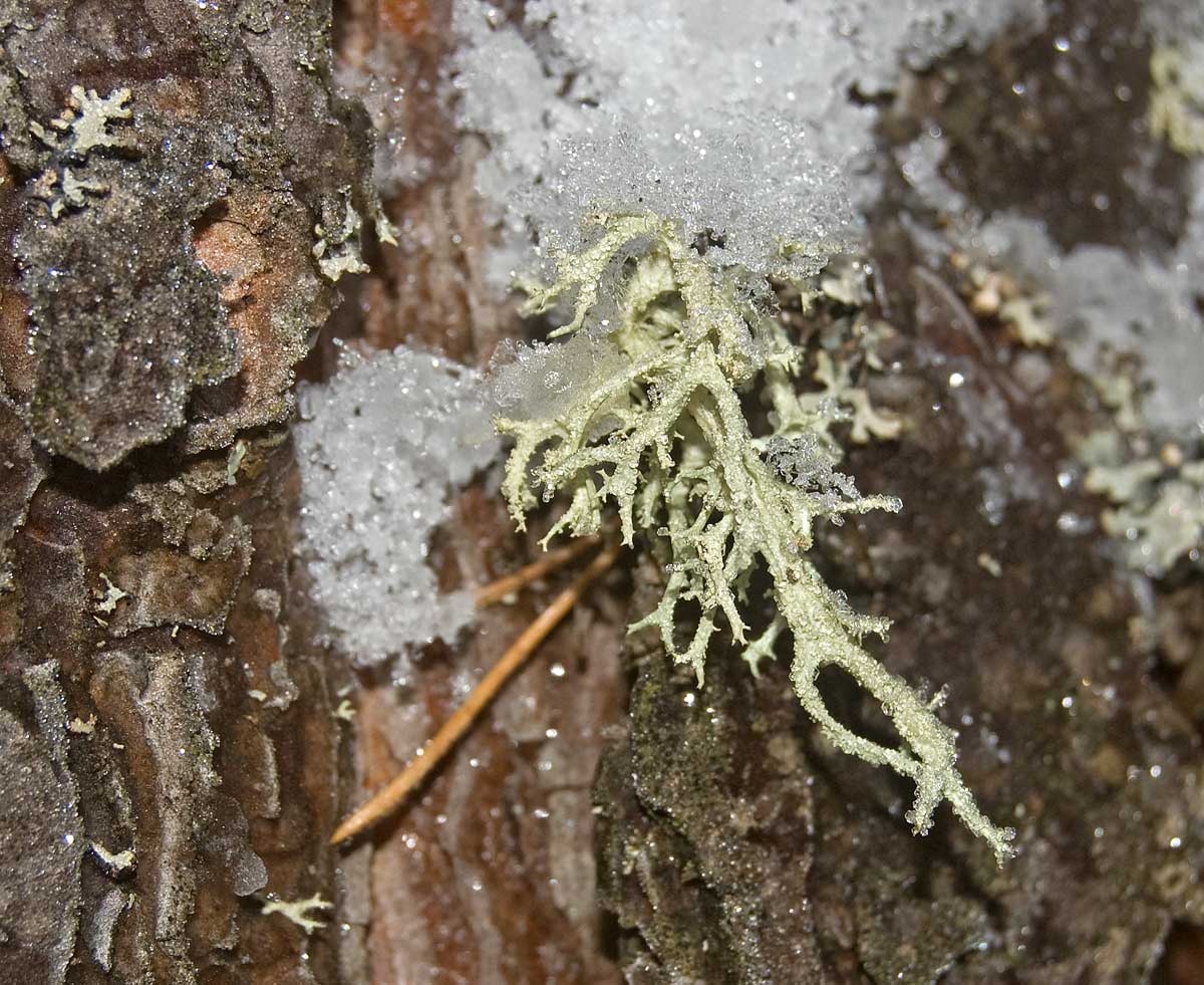 Image of Evernia mesomorpha specimen.