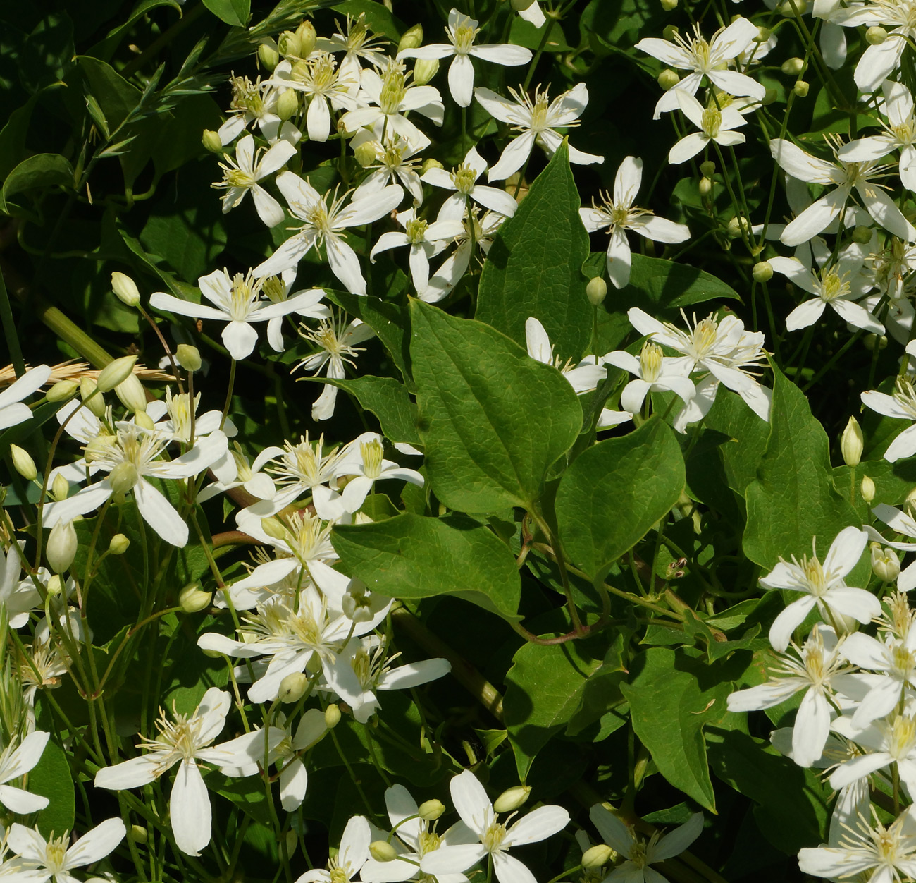 Image of Clematis mandshurica specimen.