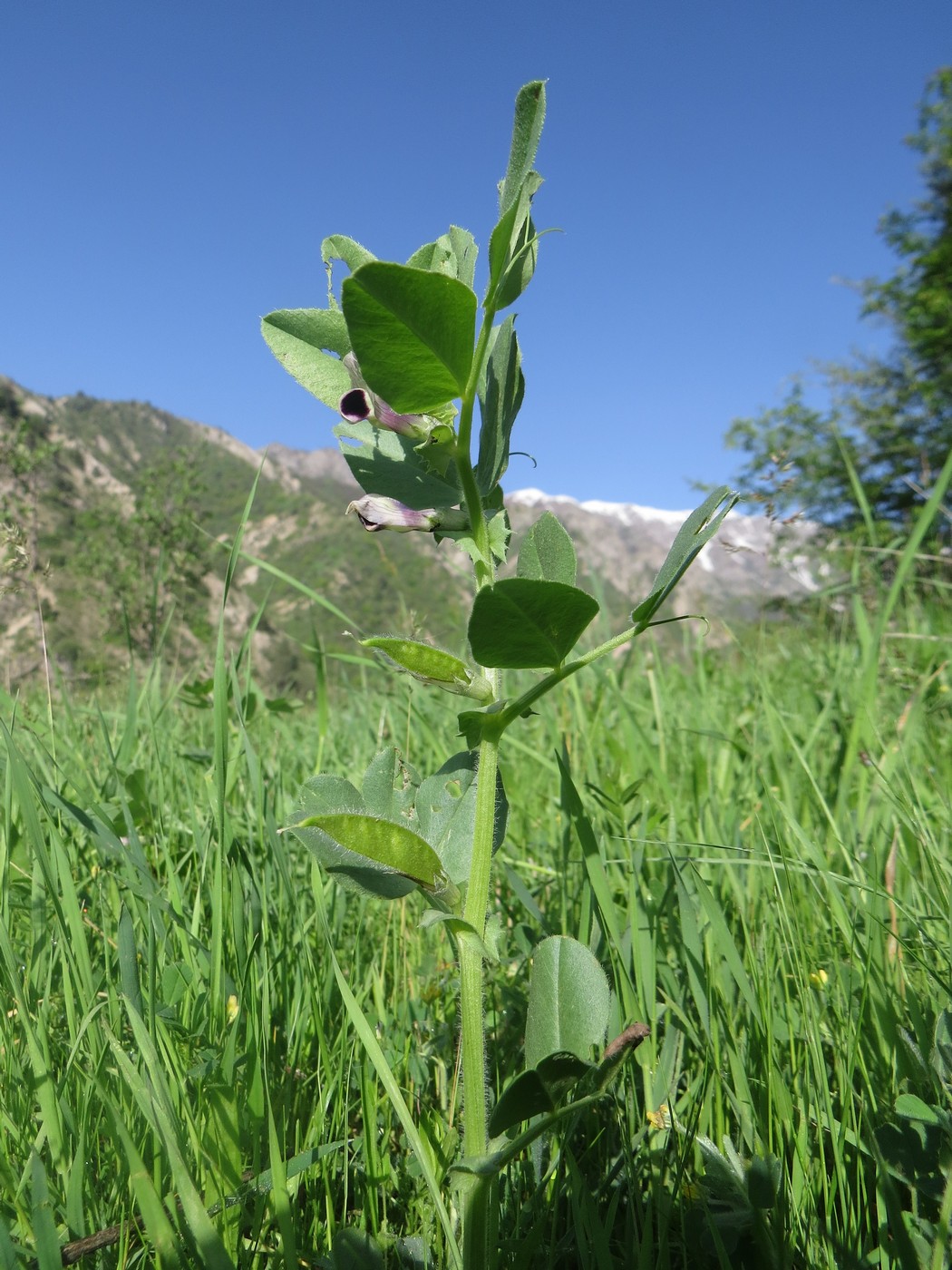 Изображение особи Vicia narbonensis.