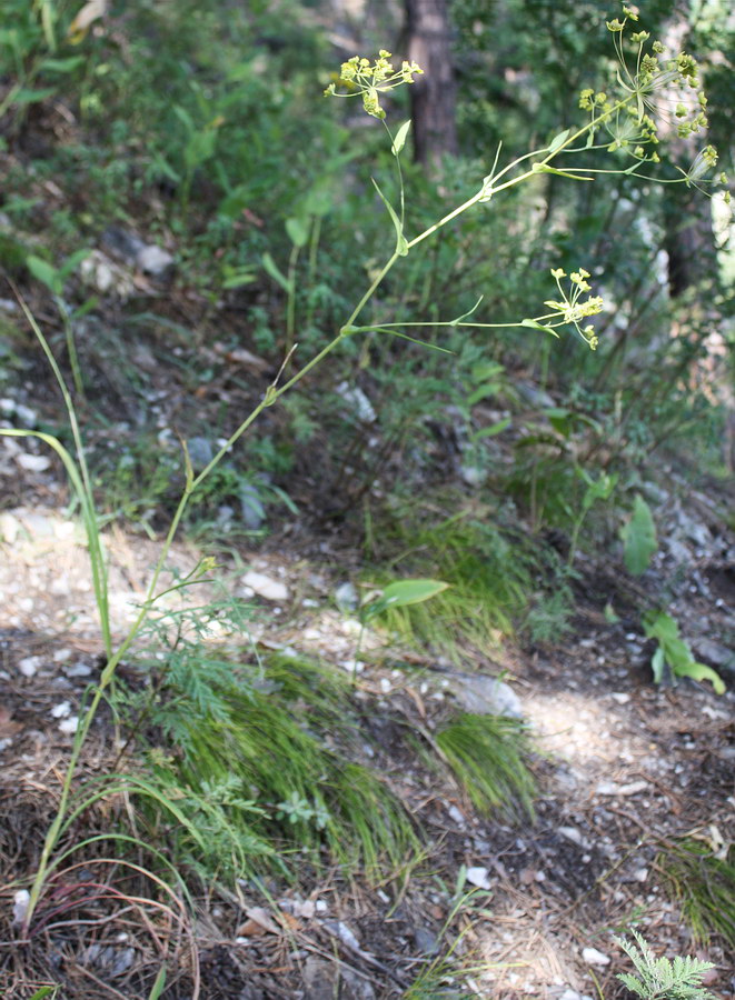 Image of Bupleurum multinerve specimen.